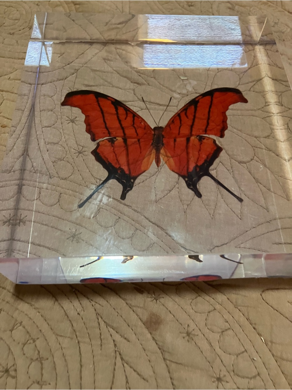 Framed Orange Butterfly Lucite Display AKA Ruddy Daggerwing